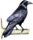 02005hc2-b9ee-66x78.png