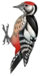 02005hc4-1241-58x109.png
