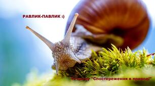 Равлик-Павлик. Мої спостереження для моїх дошкільнят крізь камеру мобільного телефону.