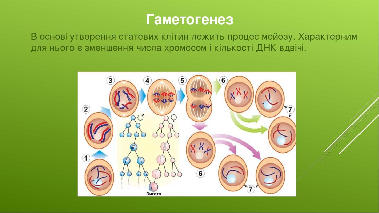 Гаметогенез