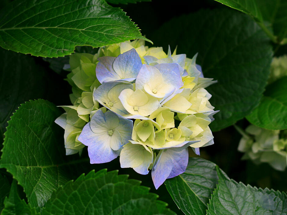 02005q39-521e-940x705.jpg