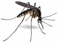 02005rwr-c881-187x140.png