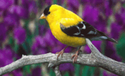 02005rwt-5934-176x107.png