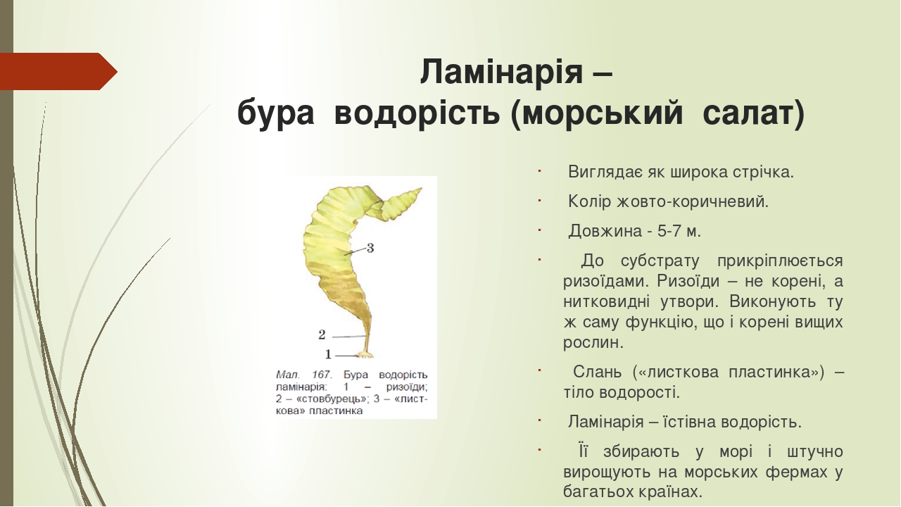 Презентація "Водорості, їх будова, різноманітність, значення", біологія ...