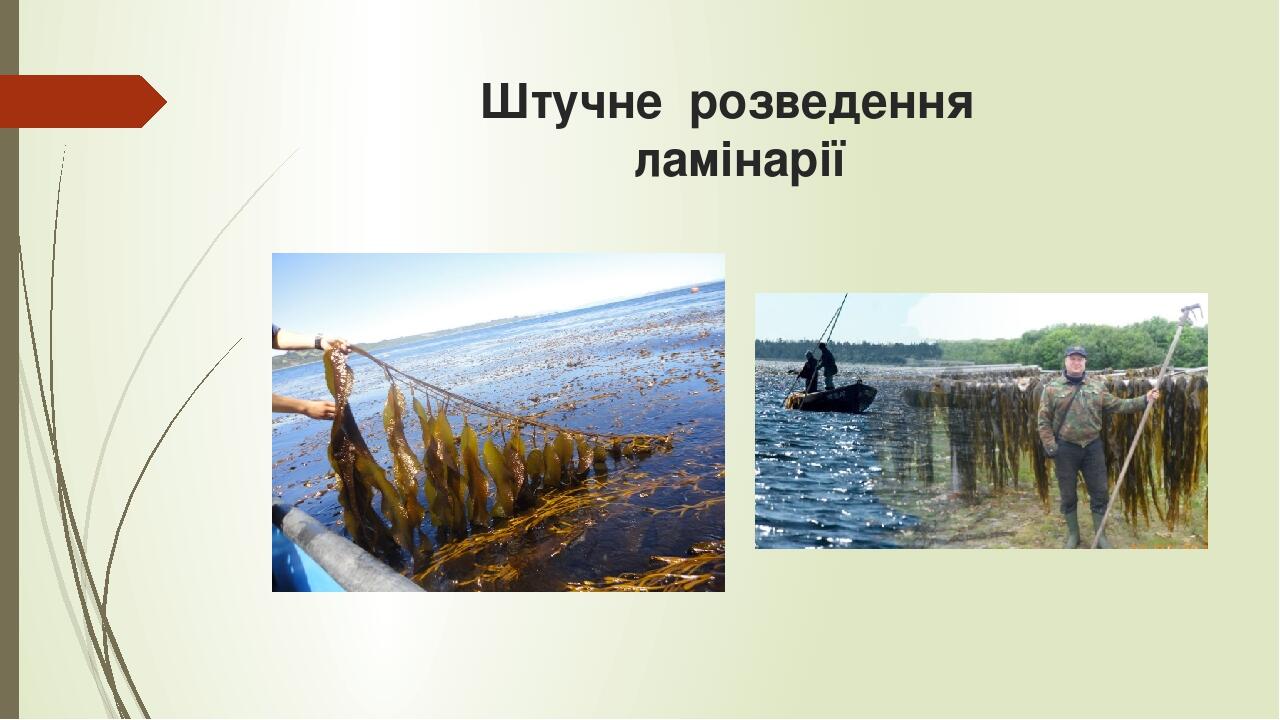 Презентація "Водорості, їх будова, різноманітність, значення", біологія ...