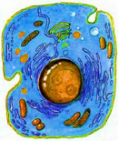 02005zn9-d5bb-131x155.png