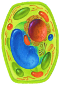 02005znd-d401-124x176.png