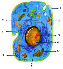02005zor-c265-247x267.png