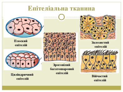 020066af-0571-393x295.png