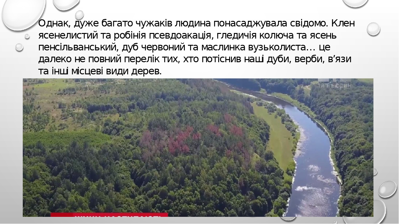 Презентація "Навала чужинців (інвазійні види рослин)"
