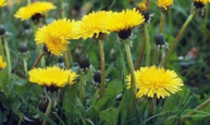 020068jj-5a27-193x115.png
