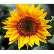 02006cq3-8542-190x190.jpg