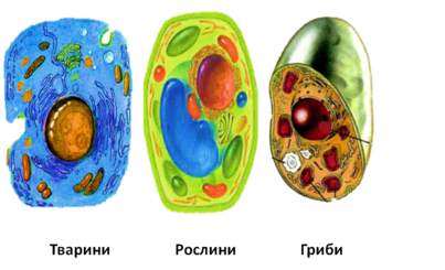 02006d1n-fd46-345x210.png