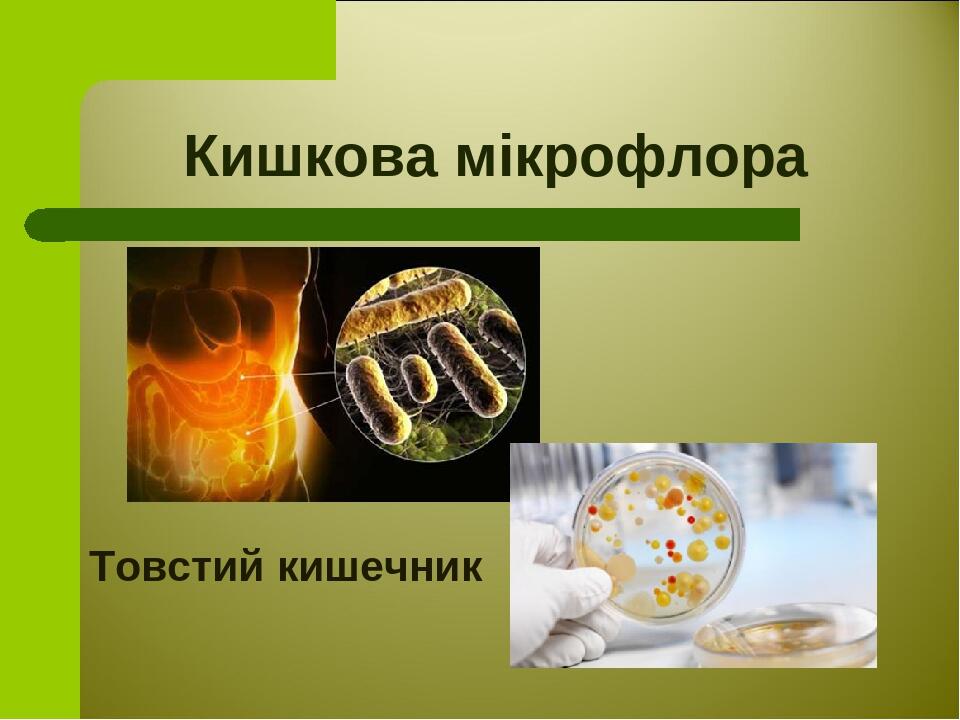 Микрофлора кишечника фото