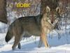 02006eqd-9f4c-136x104.jpg