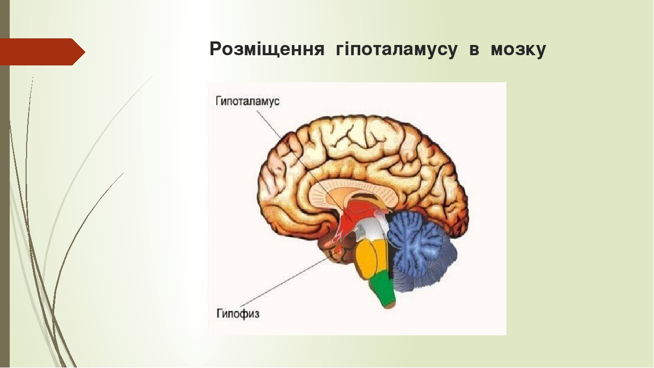 Терморегуляция в мозге человека. Гипоталамус центр терморегуляции. Центр терморегуляции. Терморегуляторный центр гипоталамуса. Терморегуляция в мозге.