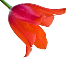 02006u7c-726d-238x215.png