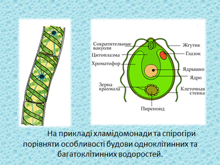 1 хроматофор