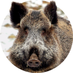 02006vf2-a007.png