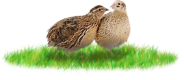 02006vf5-545d.png