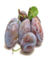020070y2-5351-117x150.png