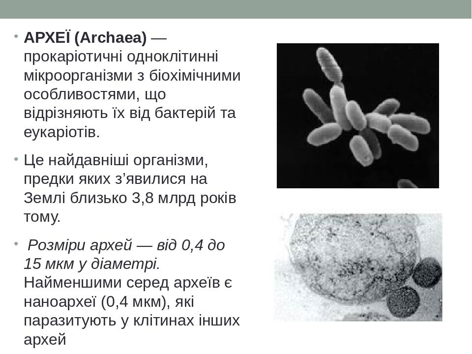 АРХЕЇ (Archaea) — прокаріотичні одноклітинні мікроорганізми з біохімічними особливостями, що відрізняють їх від бактерій та еукаріотів. Це найдавні...