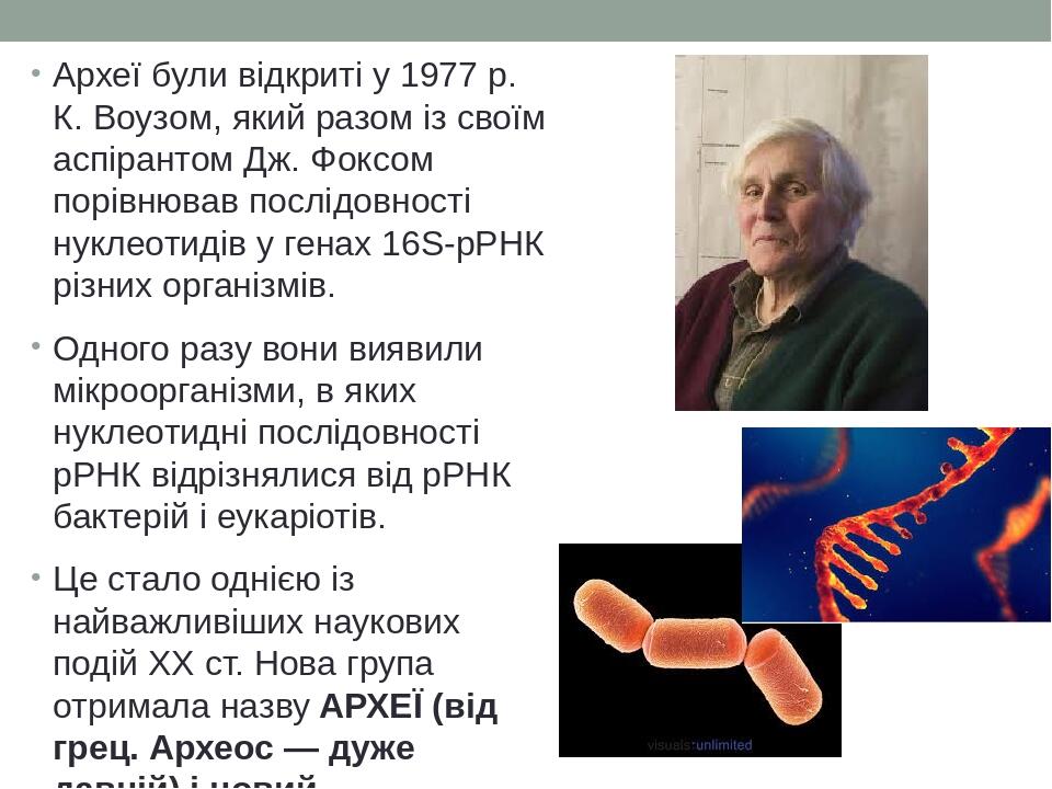 Археї були відкриті у 1977 р. К. Воузом, який разом із своїм аспірантом Дж. Фоксом порівнював послідовності нуклеотидів у генах 16S-рРНК різних орг...