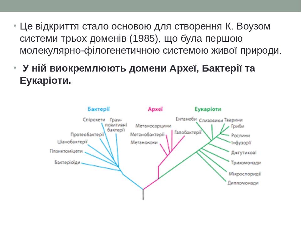 Це відкриття стало основою для створення К. Воузом системи трьох доменів (1985), що була першою молекулярно-філогенетичною системою живої природи. ...