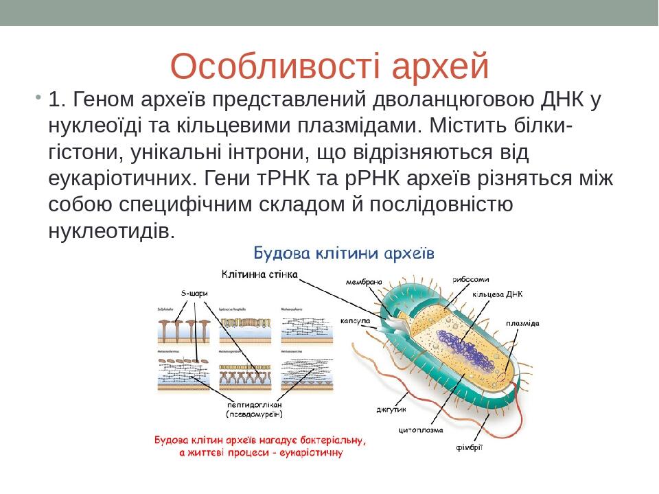 Особливості архей 1. Геном археїв представлений дволанцюговою ДНК у нуклеоїді та кільцевими плазмідами. Містить білки-гістони, унікальні інтрони, щ...