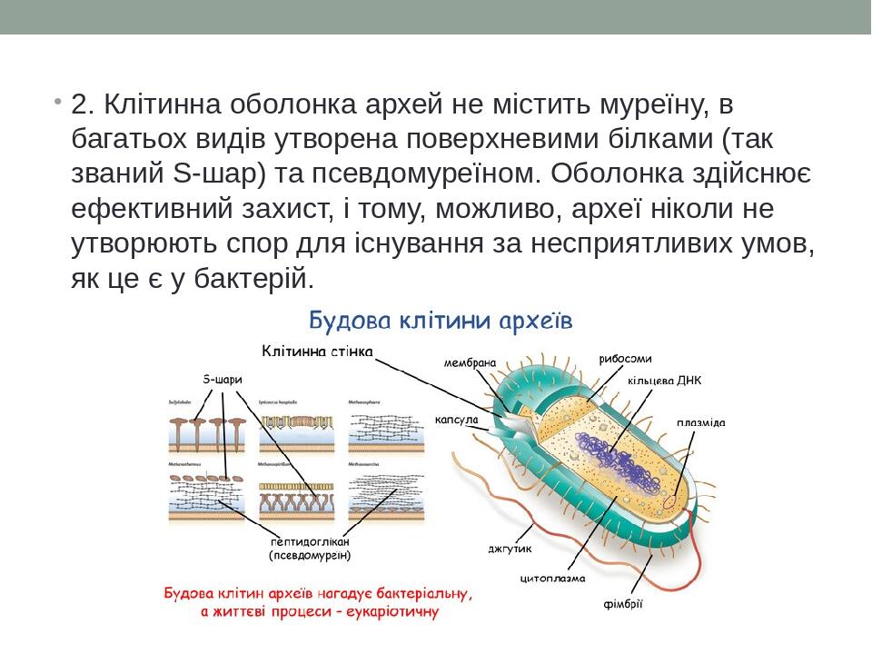 2. Клітинна оболонка архей не містить муреїну, в багатьох видів утворена поверхневими білками (так званий S-шар) та псевдомуреїном. Оболонка здійсн...