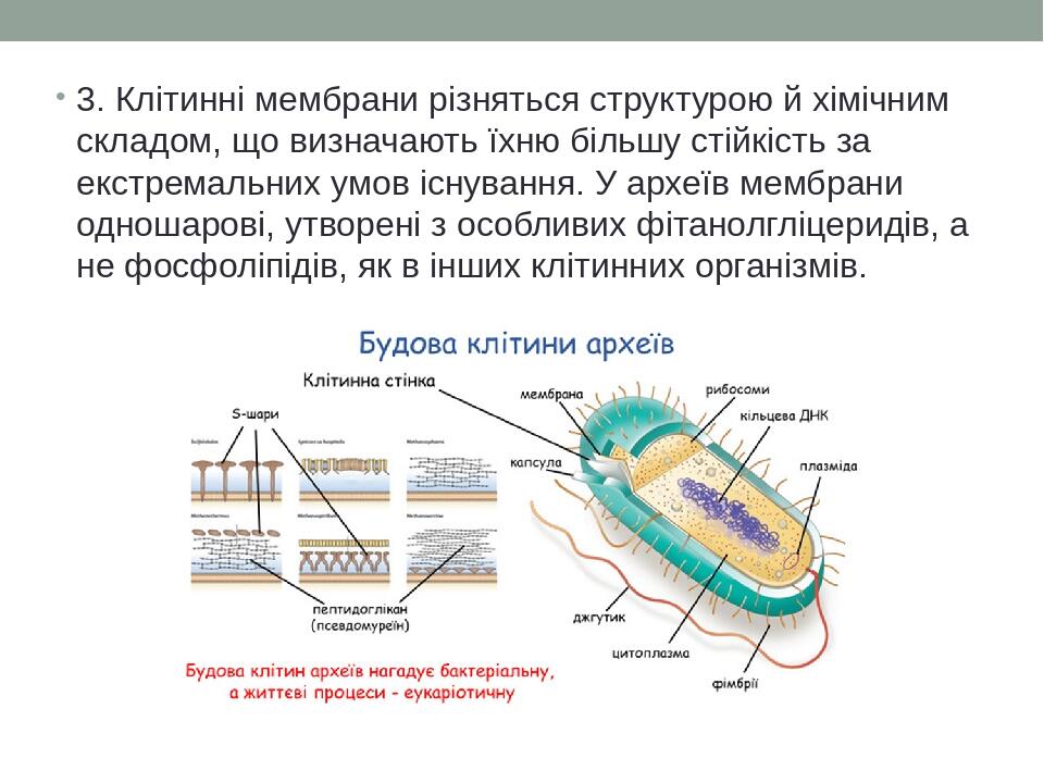 3. Клітинні мембрани різняться структурою й хімічним складом, що визначають їхню більшу стійкість за екстремальних умов існування. У археїв мембран...