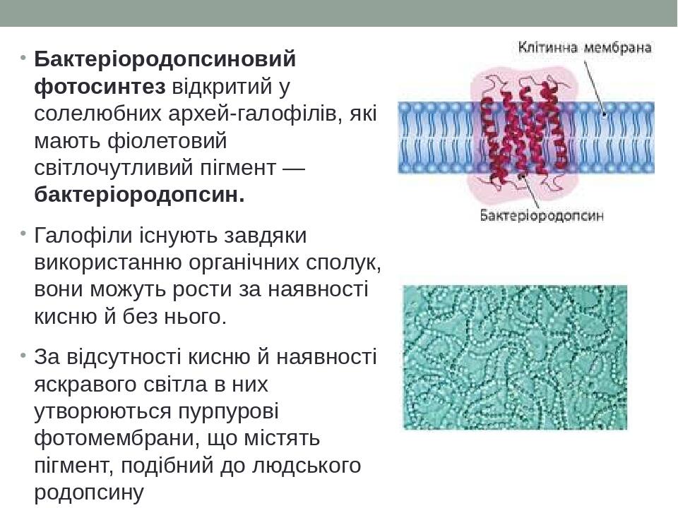 Бактеріородопсиновий фотосинтез відкритий у солелюбних архей-галофілів, які мають фіолетовий світлочутливий пігмент — бактеріородопсин. Галофіли іс...