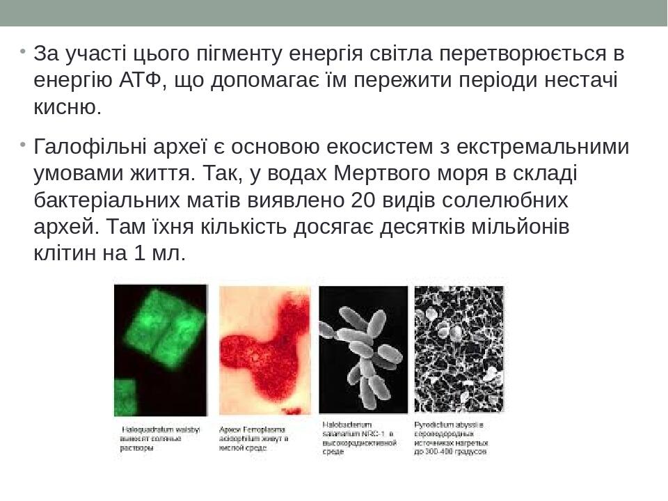 За участі цього пігменту енергія світла перетворюється в енергію АТФ, що допомагає їм пережити періоди нестачі кисню. Галофільні археї є основою ек...