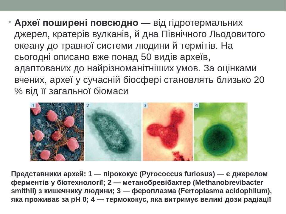Археї поширені повсюдно — від гідротермальних джерел, кратерів вулканів, й дна Північного Льодовитого океану до травної системи людини й термітів. ...