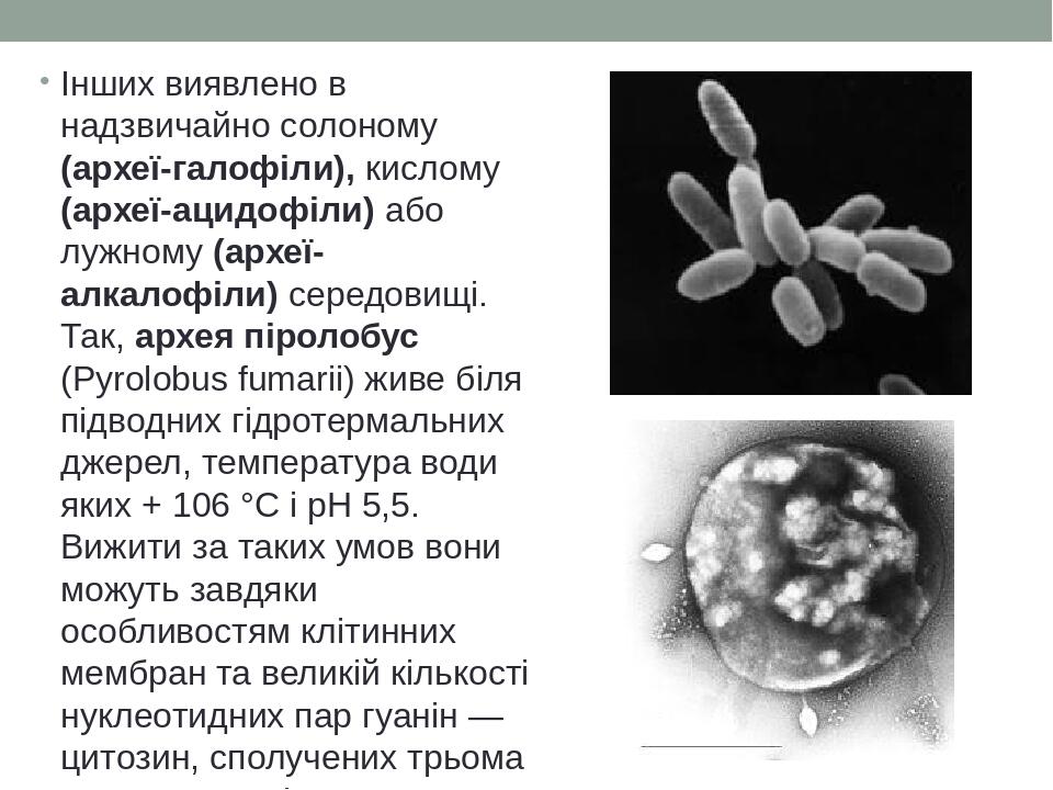 Інших виявлено в надзвичайно солоному (археї-галофіли), кислому (археї-ацидофіли) або лужному (археї-алкалофіли) середовищі. Так, архея піролобус (...