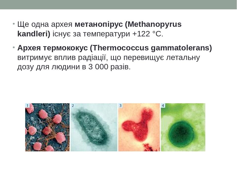Ще одна архея метанопірус (Methanopyrus kandleri) існує за температури +122 °С. Архея термококус (Thermococcus gammatolerans) витримує вплив радіац...