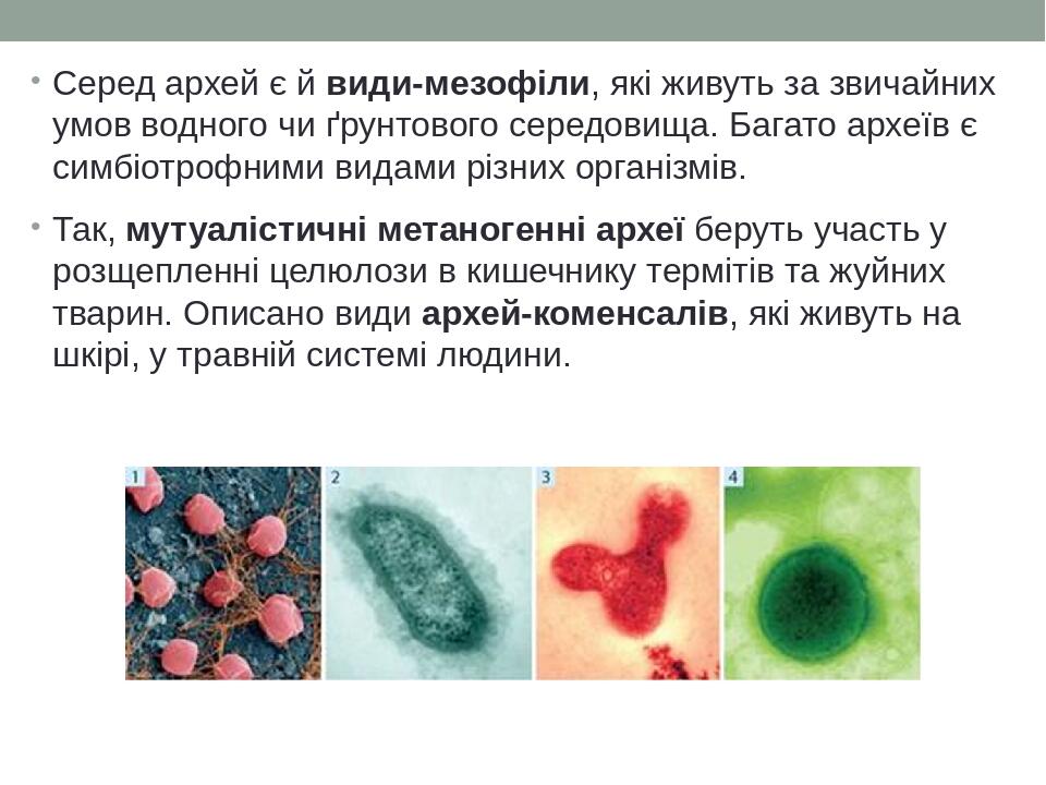 Серед архей є й види-мезофіли, які живуть за звичайних умов водного чи ґрунтового середовища. Багато археїв є симбіотрофними видами різних організм...