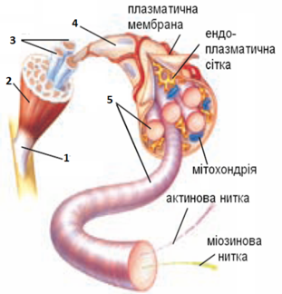 0200739t-e0f1-311x324.png