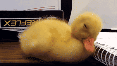020073qq-1503.gif