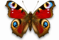 020078qz-033a-268x182.png