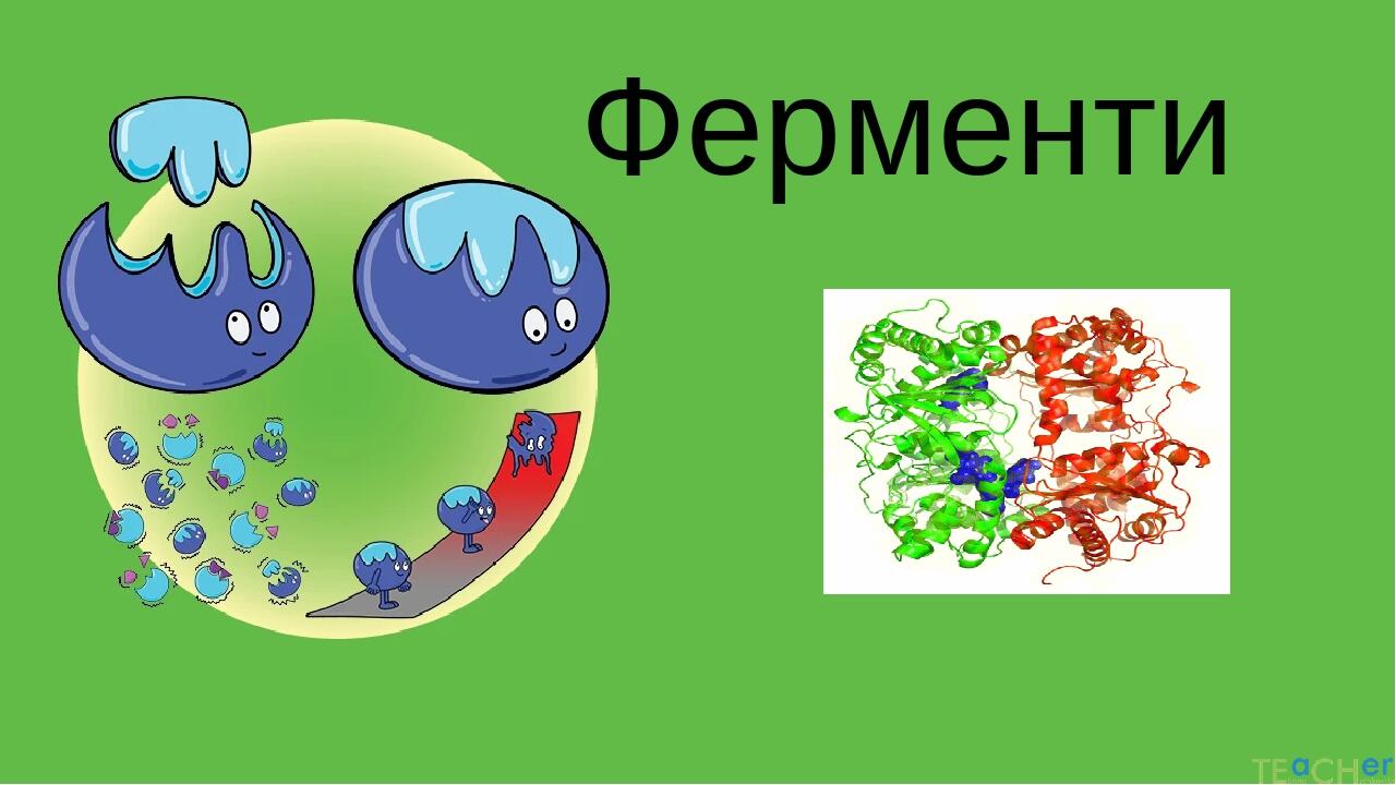Презентація "Ферменти" до уроку біології в 9класі
