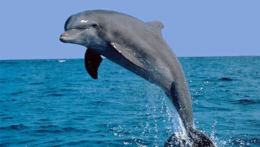 0200796g-064c-291x164.png