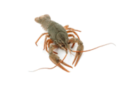 02007b0o-c704-281x187.png