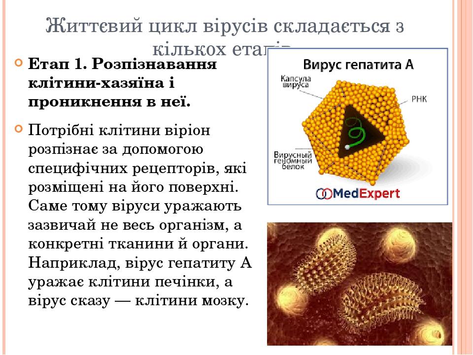 Життєвий цикл вірусів складається з кількох етапів Етап 1. Розпізнавання клітини-хазяїна і проникнення в неї. Потрібні клітини віріон розпізнає за ...