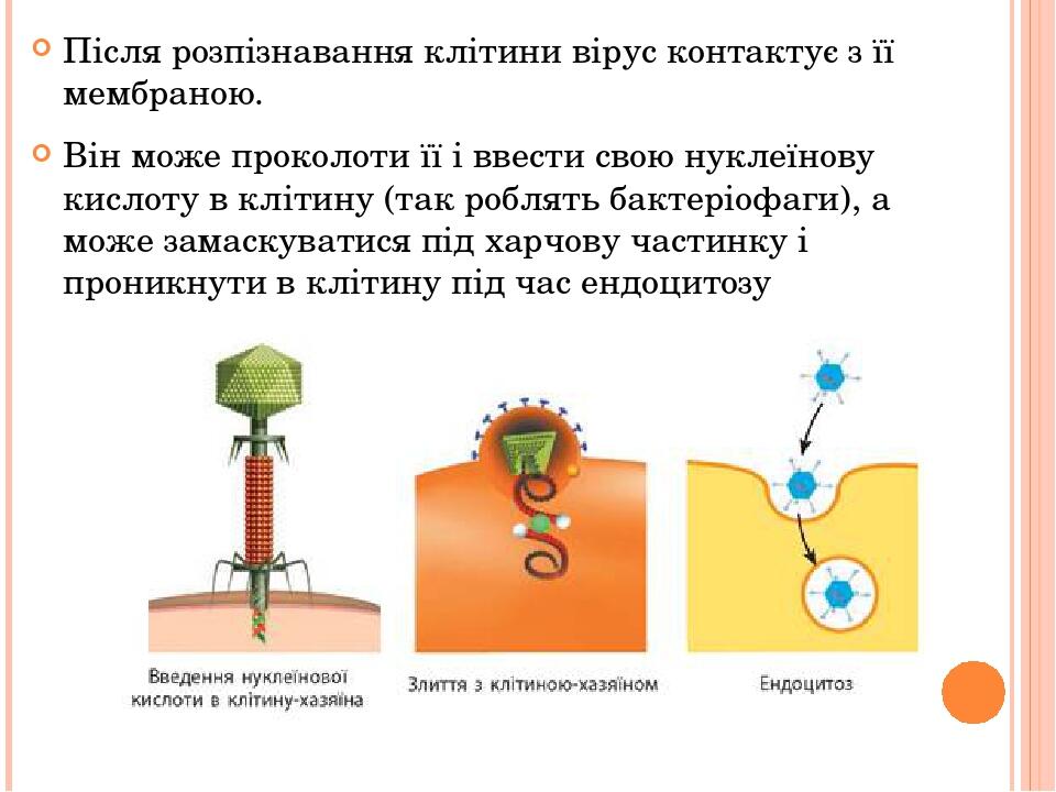 Після розпізнавання клітини вірус контактує з її мембраною. Він може проколоти її і ввести свою нуклеїнову кислоту в клітину (так роблять бактеріоф...