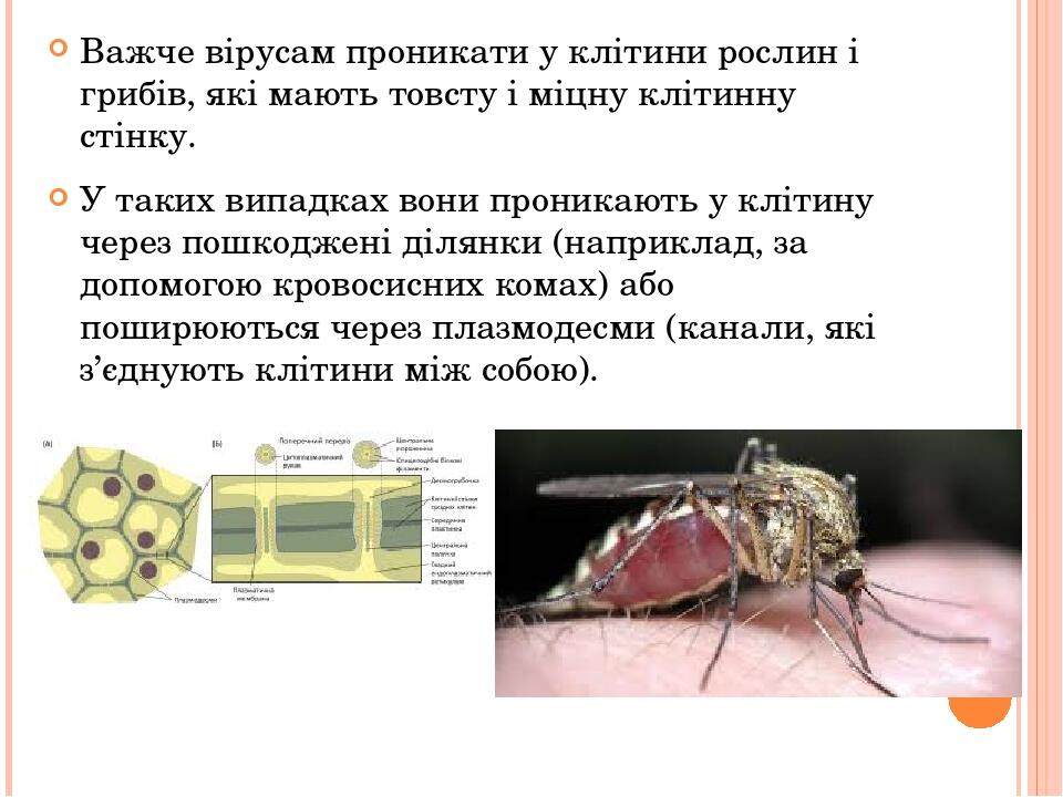 Важче вірусам проникати у клітини рослин і грибів, які мають товсту і міцну клітинну стінку. У таких випадках вони проникають у клітину через пошко...