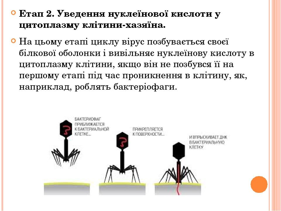 Етап 2. Уведення нуклеїнової кислоти у цитоплазму клітини-хазяїна. На цьому етапі циклу вірус позбувається своєї білкової оболонки і вивільняє нукл...