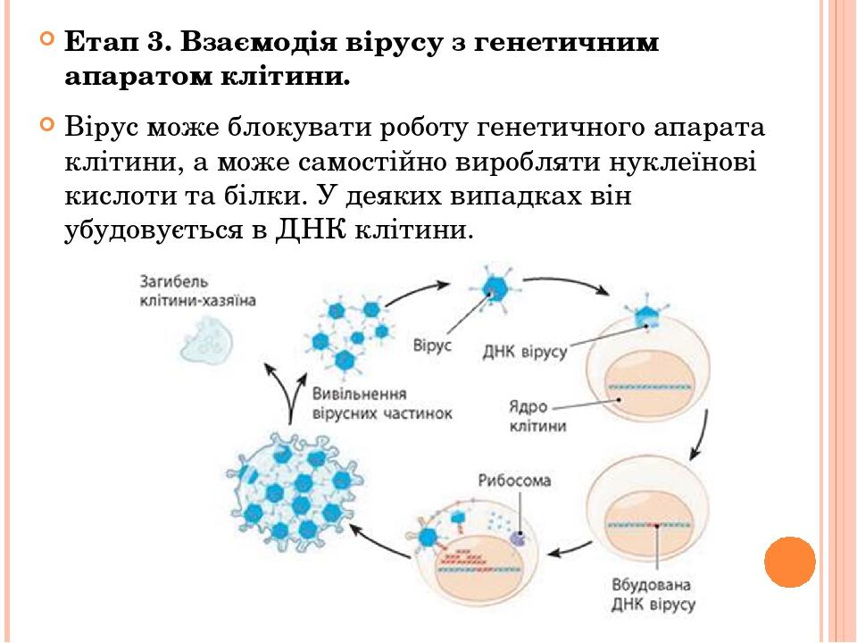 Етап 3. Взаємодія вірусу з генетичним апаратом клітини. Вірус може блокувати роботу генетичного апарата клітини, а може самостійно виробляти нуклеї...