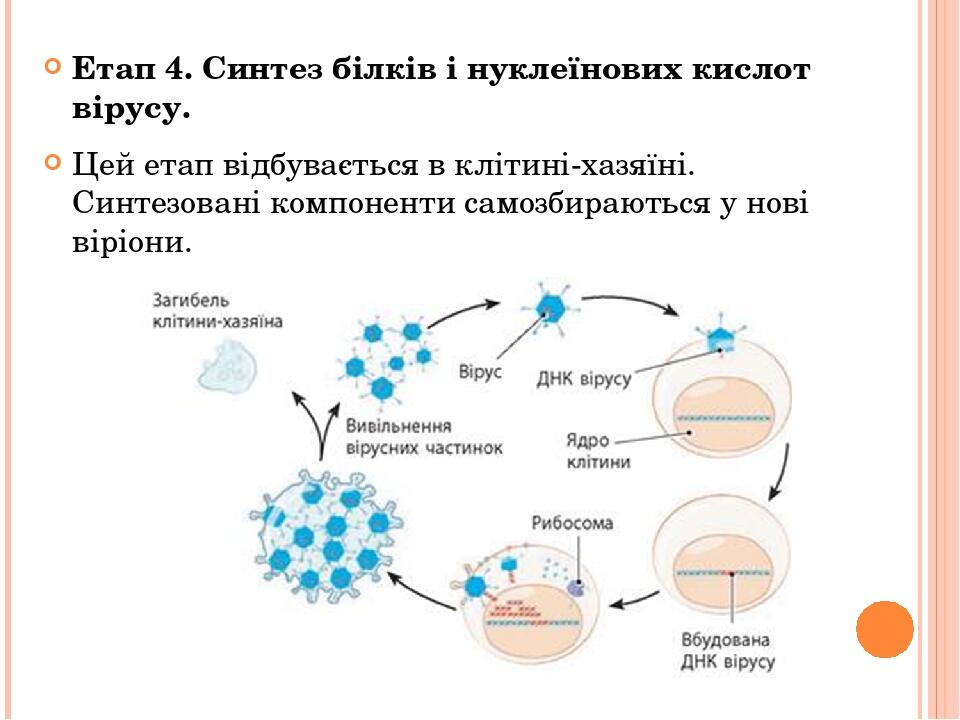 Етап 4. Синтез білків і нуклеїнових кислот вірусу. Цей етап відбувається в клітині-хазяїні. Синтезовані компоненти самозбираються у нові віріони.