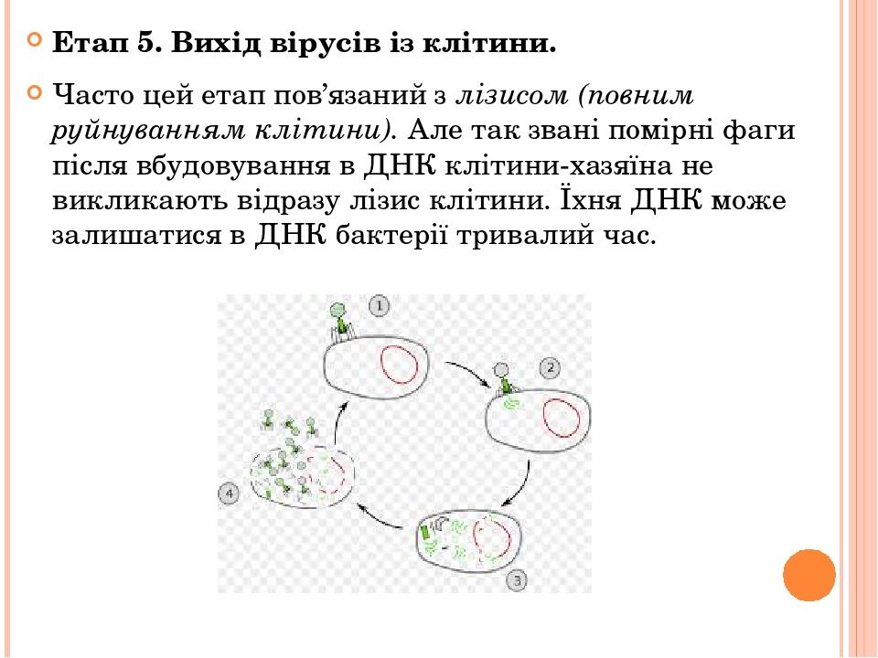 Етап 5. Вихід вірусів із клітини. Часто цей етап пов’язаний з лізисом (повним руйнуванням клітини). Але так звані помірні фаги після вбудовування в...